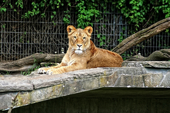 - tiere -